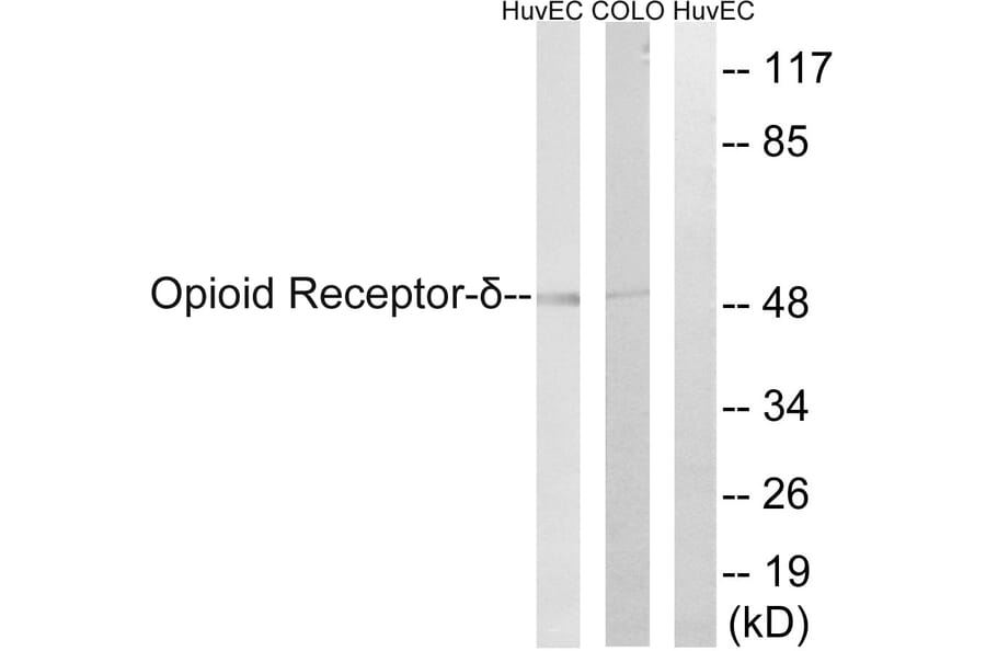 Western Blot - Anti-Opioid Receptor-delta Antibody (B0420) - Antibodies.com