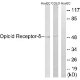 Western Blot - Anti-Opioid Receptor-delta Antibody (B0420) - Antibodies.com