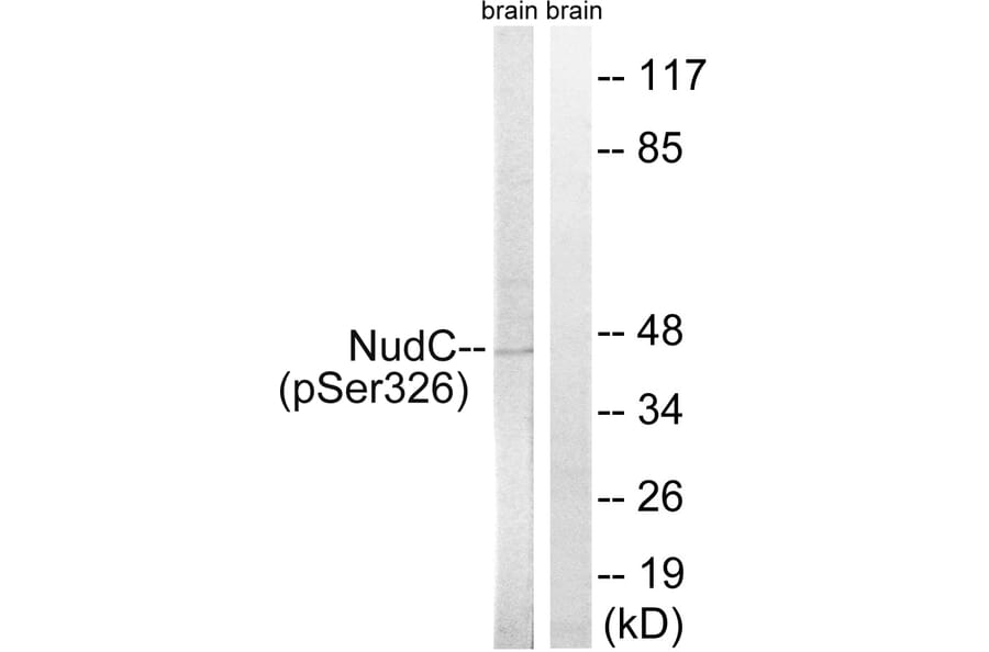 Western Blot - Anti-NudC (phospho Ser326) Antibody (A8388) - Antibodies.com