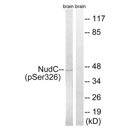 Western Blot - Anti-NudC (phospho Ser326) Antibody (A8388) - Antibodies.com