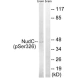 Western Blot - Anti-NudC (phospho Ser326) Antibody (A8388) - Antibodies.com