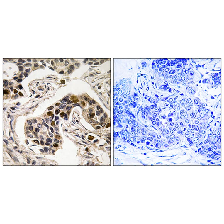 Immunohistochemistry - Anti-NudC (phospho Ser326) Antibody (A8388) - Antibodies.com