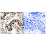 Immunohistochemistry - Anti-NudC (phospho Ser326) Antibody (A8388) - Antibodies.com