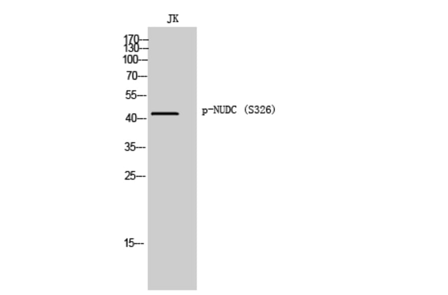 Western Blot - Anti-NudC (phospho Ser326) Antibody (A8388) - Antibodies.com