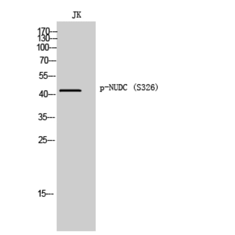 Western Blot - Anti-NudC (phospho Ser326) Antibody (A8388) - Antibodies.com