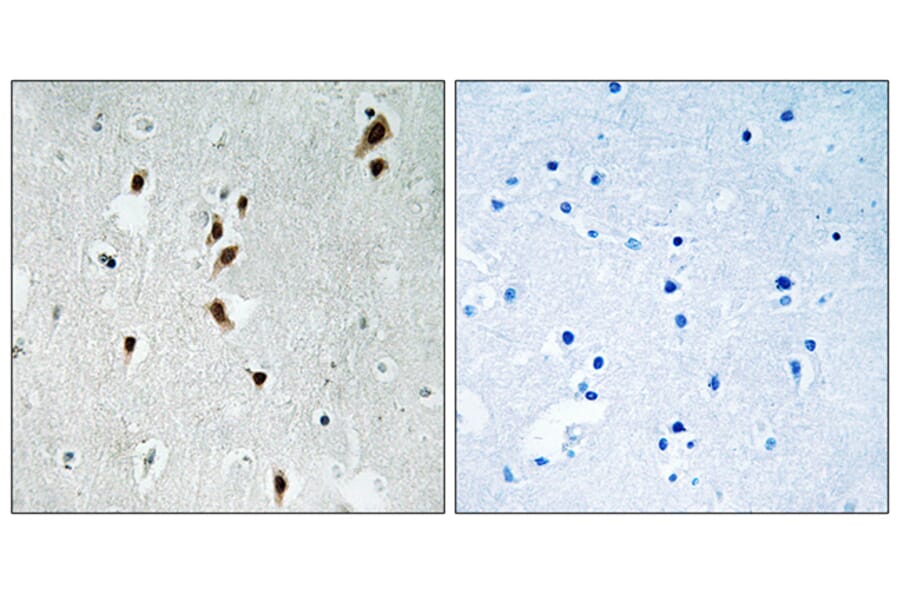 Immunohistochemistry - Anti-Mnk1 (phospho Thr385) Antibody (A8376) - Antibodies.com