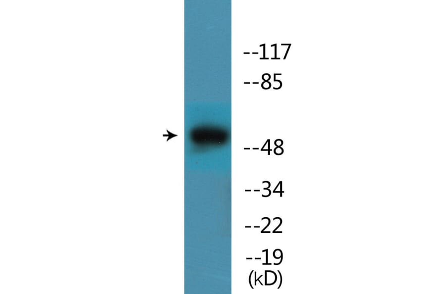 Western Blot - Anti-Mnk1 (phospho Thr385) Antibody (P12-1150) - Antibodies.com