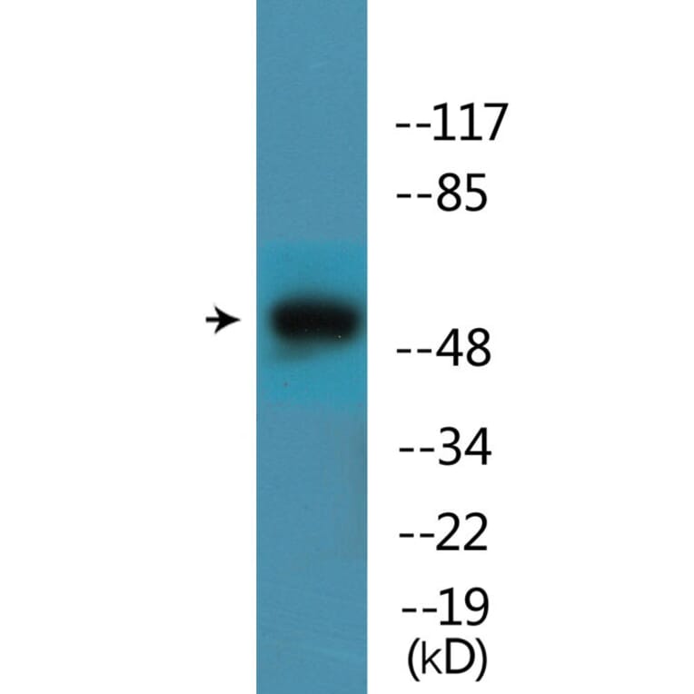 Western Blot - Anti-Mnk1 (phospho Thr385) Antibody (P12-1150) - Antibodies.com