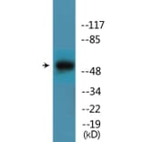 Western Blot - Anti-Mnk1 (phospho Thr385) Antibody (P12-1150) - Antibodies.com