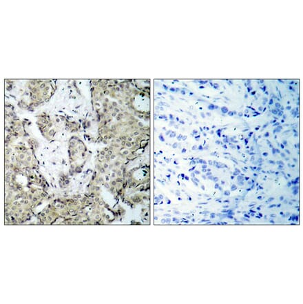 Immunohistochemistry - Anti-MKK6 (phospho Ser207) Antibody (A7154) - Antibodies.com