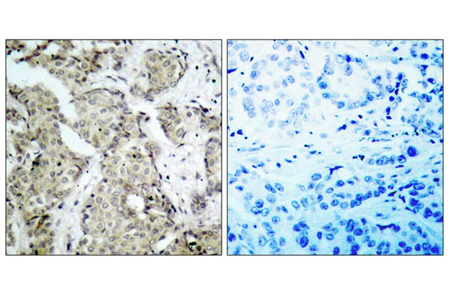 Immunohistochemistry - Anti-MKK3 (phospho Ser189) Antibody (A7153) - Antibodies.com