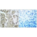 Immunohistochemistry - Anti-MKK3 (phospho Ser189) Antibody (A7153) - Antibodies.com