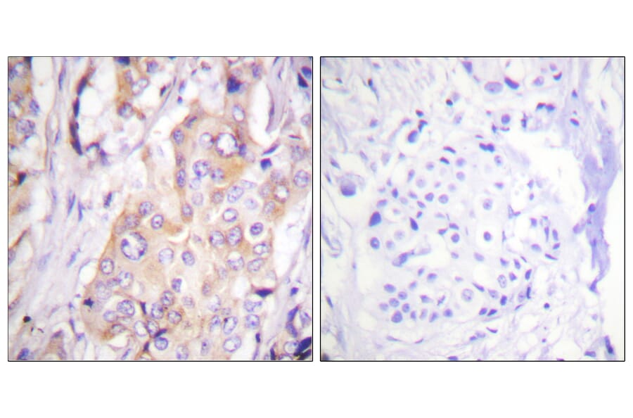 Immunohistochemistry - Anti-MEK1 (phospho Thr286) Antibody (A0681) - Antibodies.com