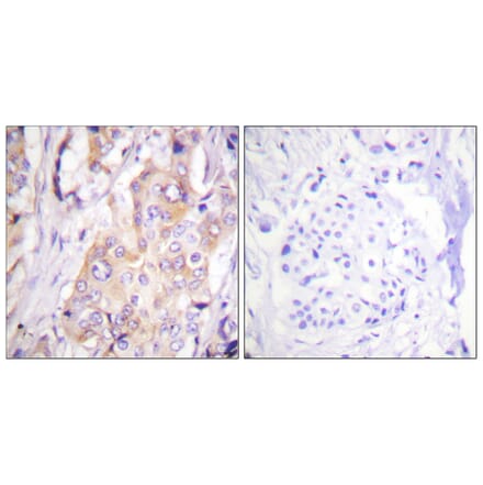 Immunohistochemistry - Anti-MEK1 (phospho Thr286) Antibody (A0681) - Antibodies.com