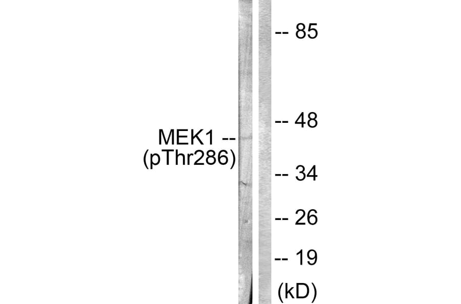 Western Blot - Anti-MEK1 (phospho Thr286) Antibody (A0681) - Antibodies.com