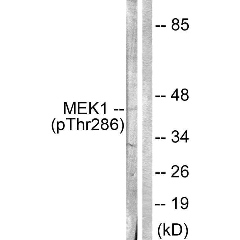 Western Blot - Anti-MEK1 (phospho Thr286) Antibody (A0681) - Antibodies.com