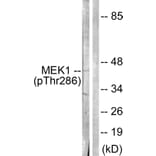 Western Blot - Anti-MEK1 (phospho Thr286) Antibody (A0681) - Antibodies.com
