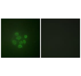Immunofluorescence - Anti-MDM2 (phospho Ser166) Antibody (A0508) - Antibodies.com