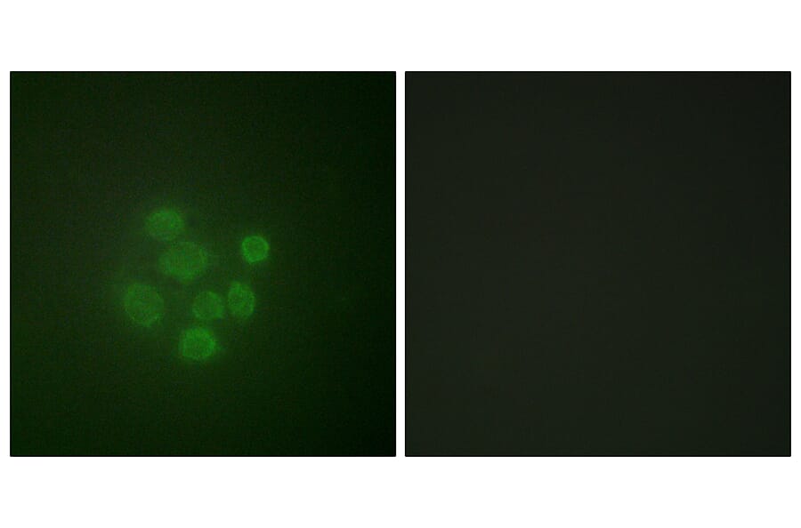 Immunofluorescence - Anti-MDM2 (phospho Ser166) Antibody (A0508) - Antibodies.com