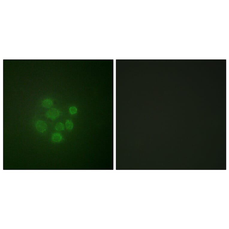 Immunofluorescence - Anti-MDM2 (phospho Ser166) Antibody (A0508) - Antibodies.com