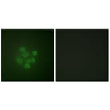 Immunofluorescence - Anti-MDM2 (phospho Ser166) Antibody (A0508) - Antibodies.com