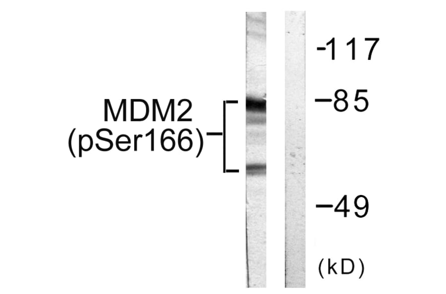 Western Blot - Anti-MDM2 (phospho Ser166) Antibody (A0508) - Antibodies.com
