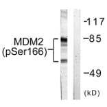 Western Blot - Anti-MDM2 (phospho Ser166) Antibody (A0508) - Antibodies.com