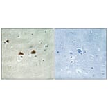 Immunohistochemistry - Anti-MAP4 (phospho Ser696) Antibody (A1092) - Antibodies.com