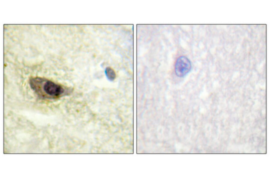 Immunohistochemistry - Anti-MAP4 (phospho Ser696) Antibody (A1092) - Antibodies.com