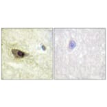 Immunohistochemistry - Anti-MAP4 (phospho Ser696) Antibody (A1092) - Antibodies.com