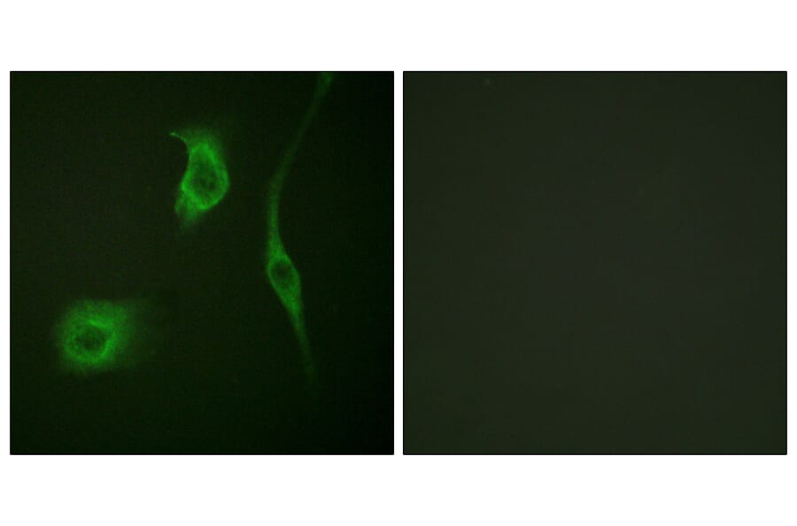 Immunofluorescence - Anti-HSP20 (phospho Ser16) Antibody (A0488) - Antibodies.com