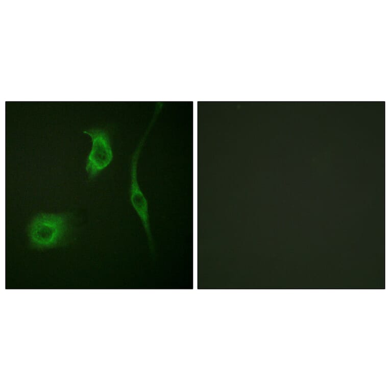 Immunofluorescence - Anti-HSP20 (phospho Ser16) Antibody (A0488) - Antibodies.com