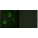 Immunofluorescence - Anti-HSP20 (phospho Ser16) Antibody (A0488) - Antibodies.com