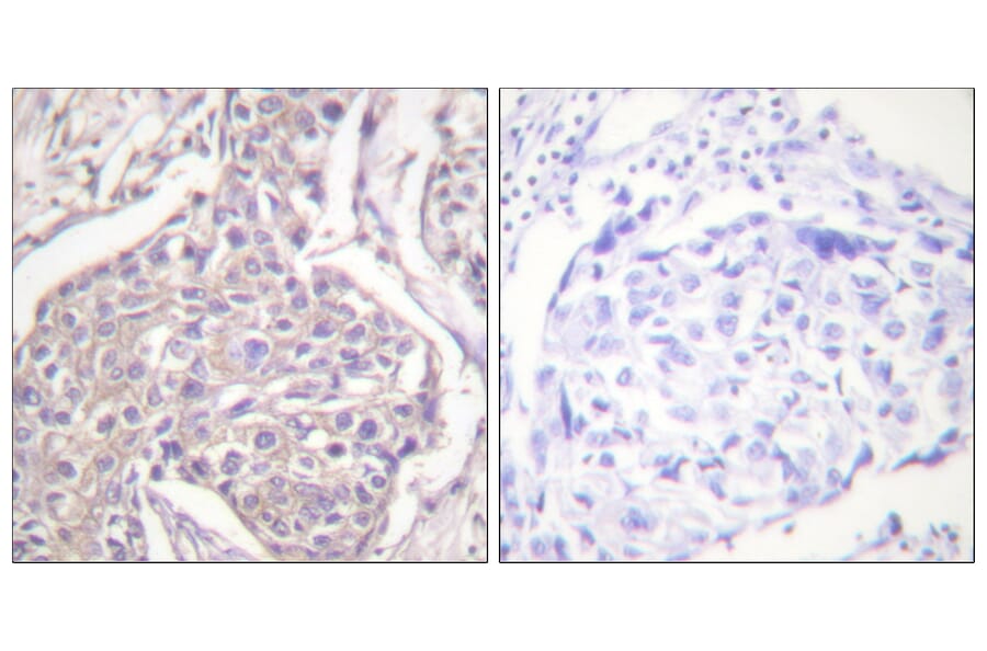 Immunohistochemistry - Anti-HSP20 (phospho Ser16) Antibody (A0488) - Antibodies.com