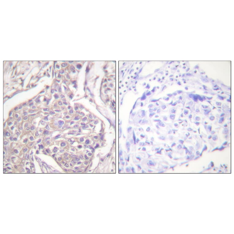 Immunohistochemistry - Anti-HSP20 (phospho Ser16) Antibody (A0488) - Antibodies.com