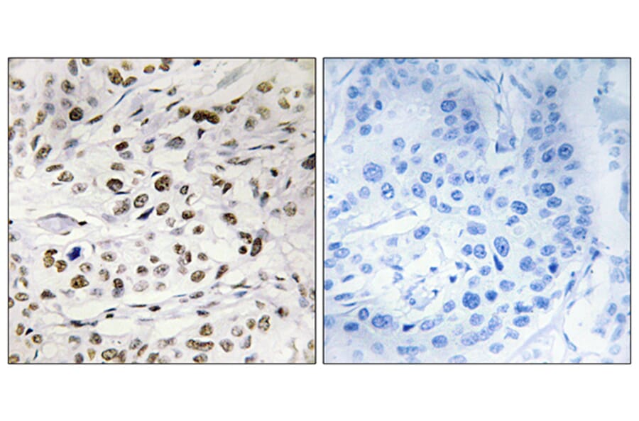 Immunohistochemistry - Anti-HMG14 (phospho Ser21) Antibody (A1040) - Antibodies.com