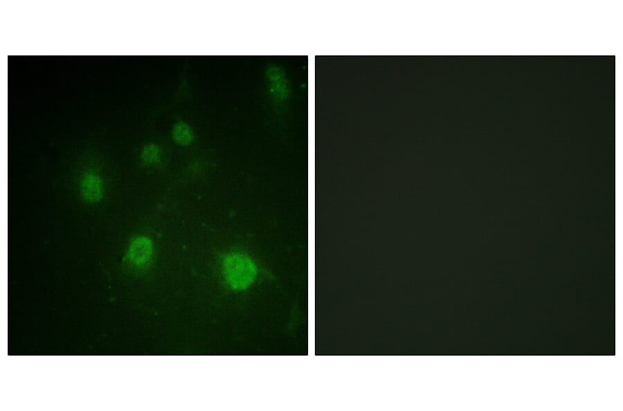 Immunofluorescence - Anti-HMG14 (phospho Ser21) Antibody (A1040) - Antibodies.com
