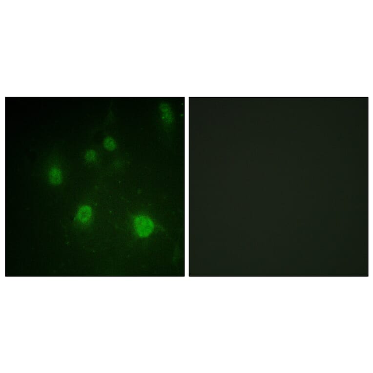 Immunofluorescence - Anti-HMG14 (phospho Ser21) Antibody (A1040) - Antibodies.com