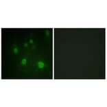 Immunofluorescence - Anti-HMG14 (phospho Ser21) Antibody (A1040) - Antibodies.com