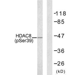 Western Blot - Anti-HDAC8 (phospho Ser39) Antibody (A7102) - Antibodies.com