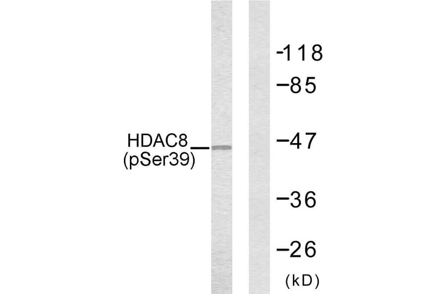 Western Blot - Anti-HDAC8 (phospho Ser39) Antibody (A7102) - Antibodies.com