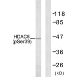 Western Blot - Anti-HDAC8 (phospho Ser39) Antibody (A7102) - Antibodies.com