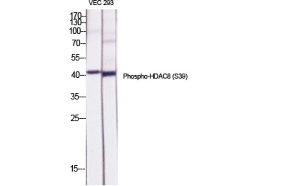 Western Blot - Anti-HDAC8 (phospho Ser39) Antibody (A7102) - Antibodies.com