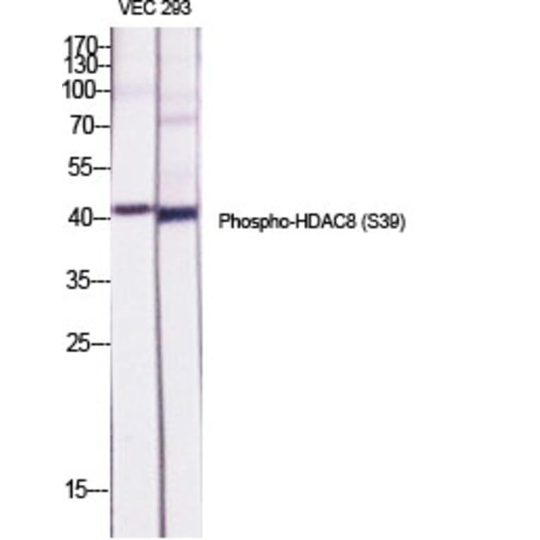 Western Blot - Anti-HDAC8 (phospho Ser39) Antibody (A7102) - Antibodies.com