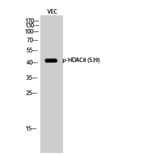 Western Blot - Anti-HDAC8 (phospho Ser39) Antibody (A7102) - Antibodies.com