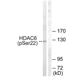 Western Blot - Anti-HDAC6 (phospho Ser22) Antibody (A0941) - Antibodies.com