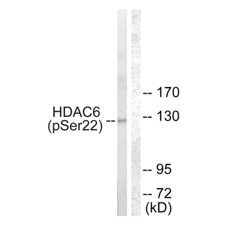 Western Blot - Anti-HDAC6 (phospho Ser22) Antibody (A0941) - Antibodies.com