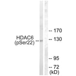 Western Blot - Anti-HDAC6 (phospho Ser22) Antibody (A0941) - Antibodies.com