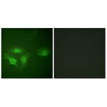 Immunofluorescence - Anti-HDAC6 (phospho Ser22) Antibody (A0941) - Antibodies.com