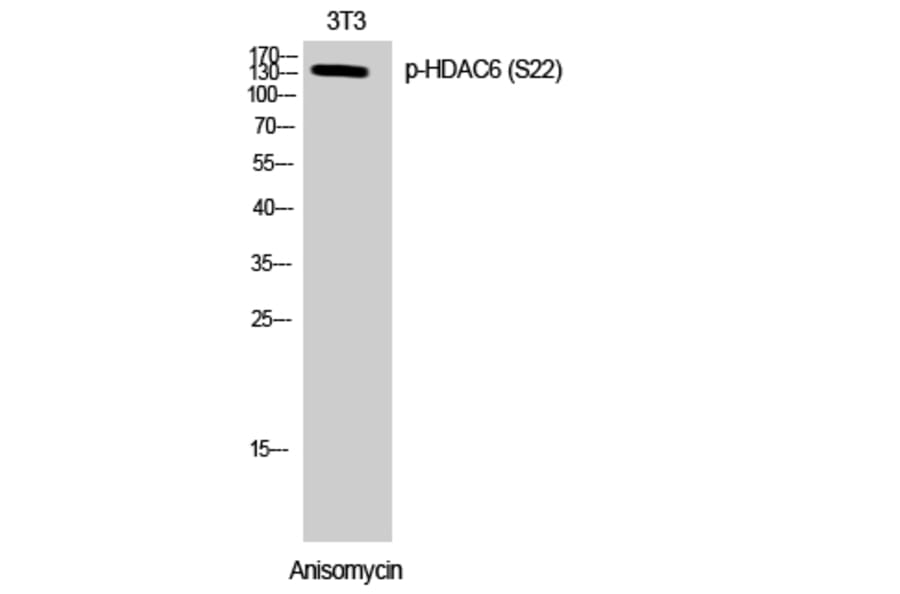 Western Blot - Anti-HDAC6 (phospho Ser22) Antibody (A0941) - Antibodies.com